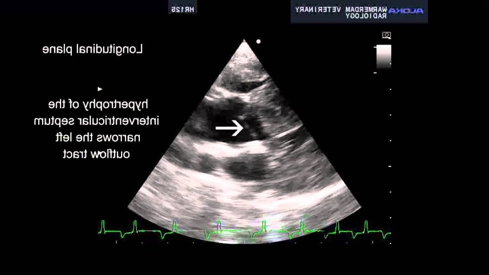 Dog being examined for heart health