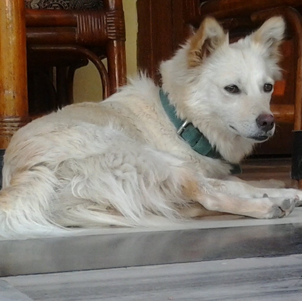 Indian Spitz standing outdoors