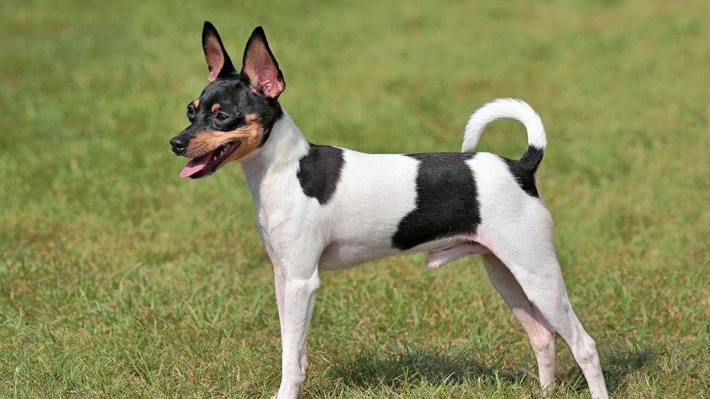 Toy Fox Terrier sitting on grass