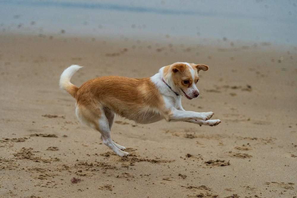 Kokoni dog looking attentive