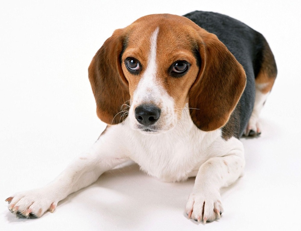 Beagle-Harrier looking alert outdoors
