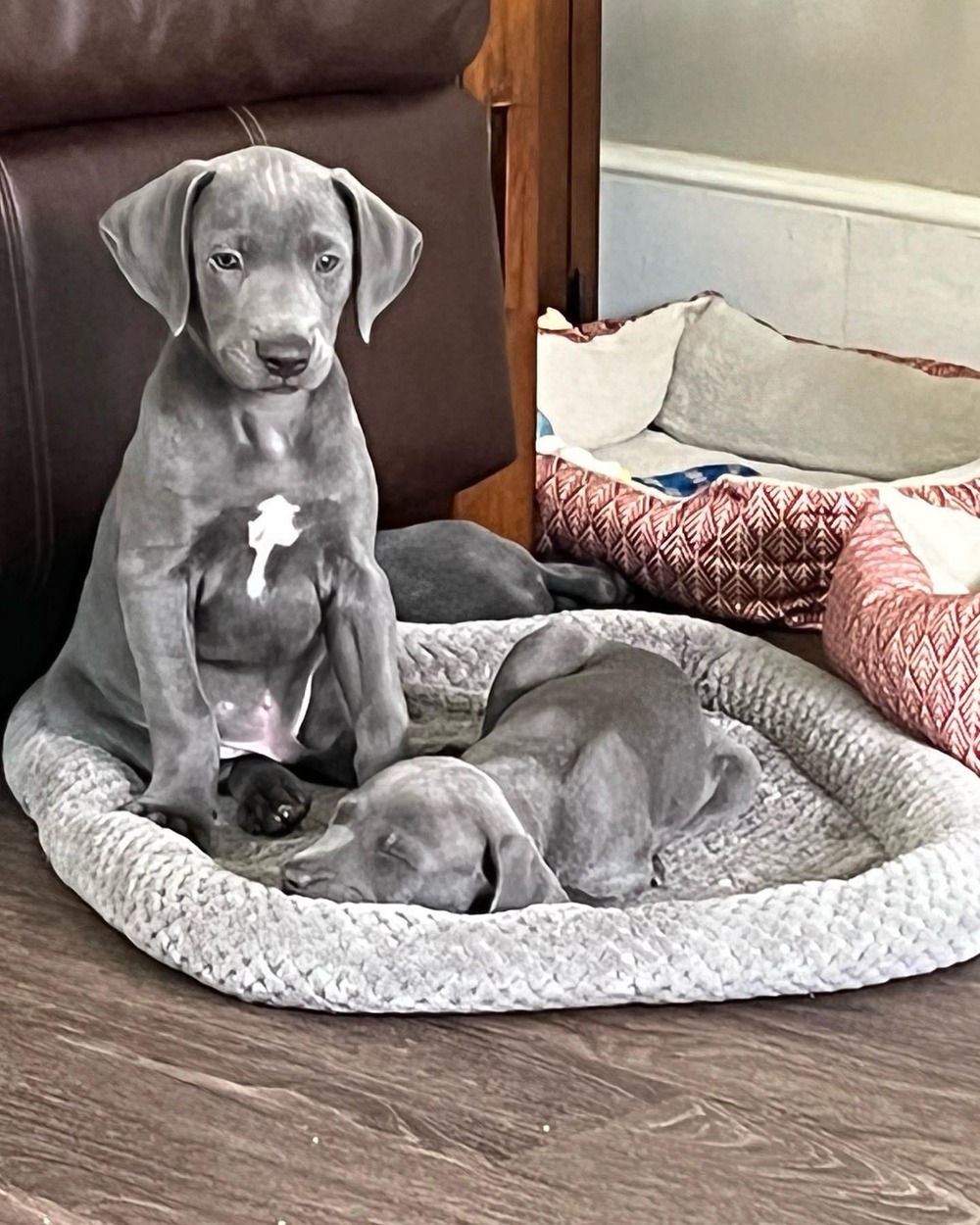 Blue Lacy alert and focused outdoors
