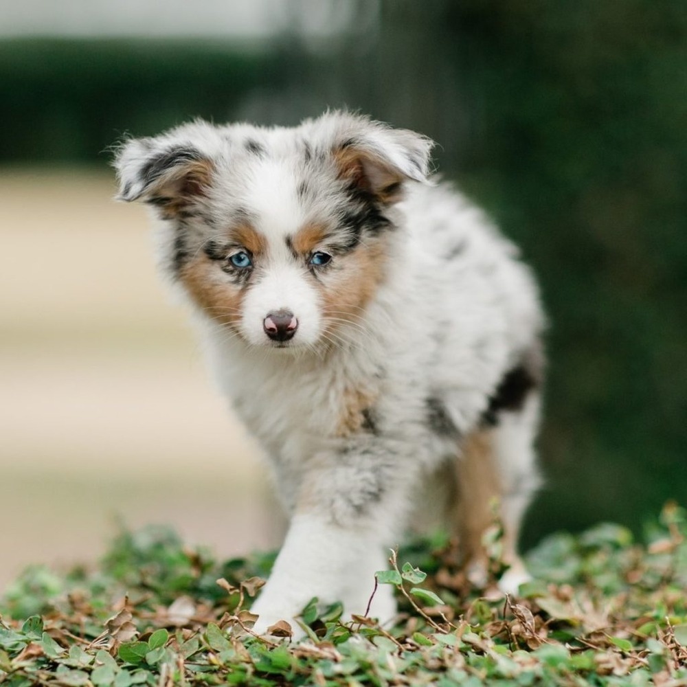Australian Shepherd standing outdoors