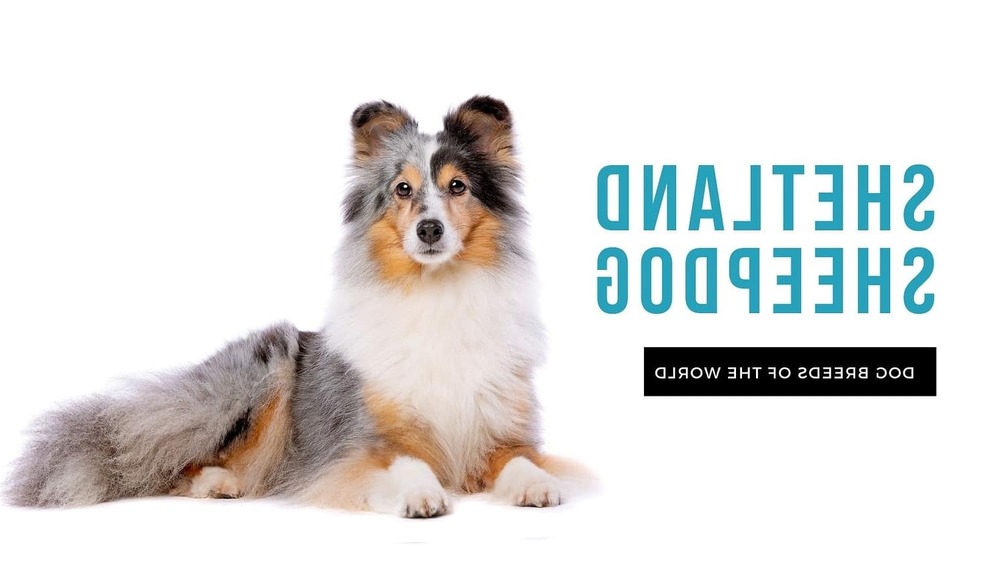 Shetland Sheepdog lying down in grass