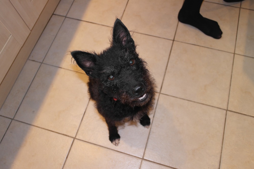 Patterdale Terrier running on grass