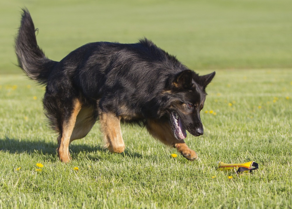 Shiloh Shepherd resting at home