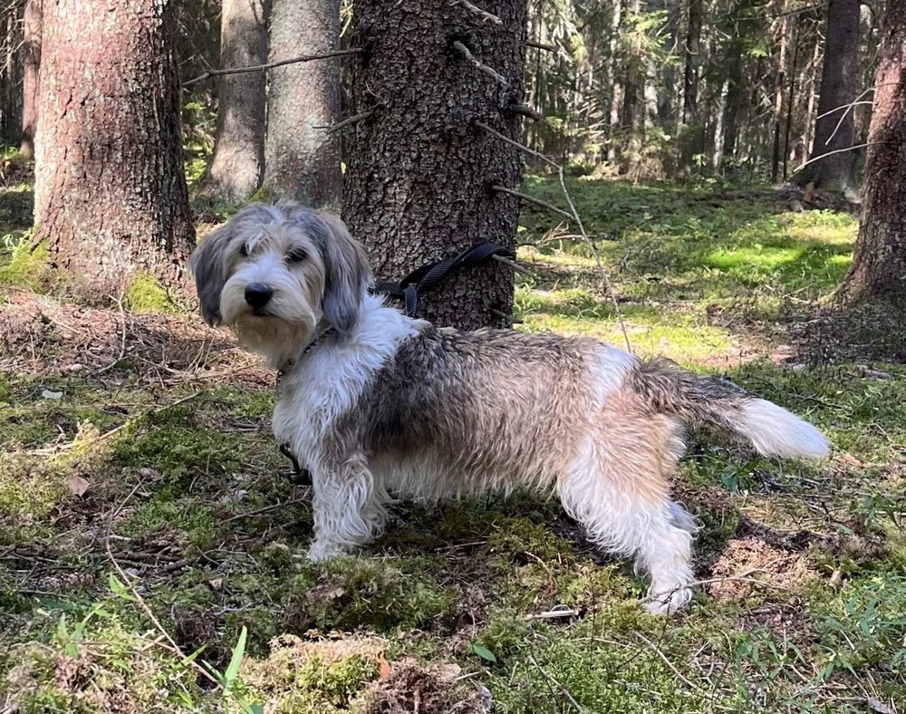 Petit Basset Griffon Vendeen close up with rough coat