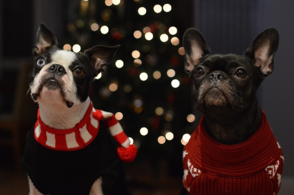 French Bulldog looking up with bat ears visible
