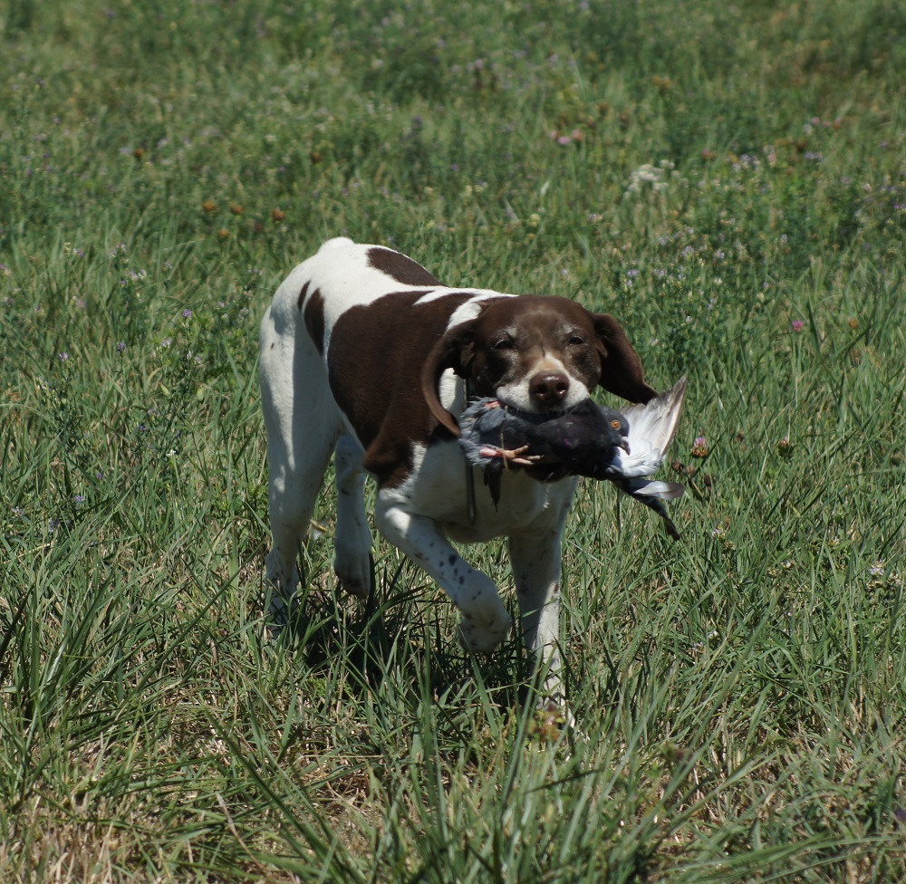 Pointing dog running on a trail with a long lead