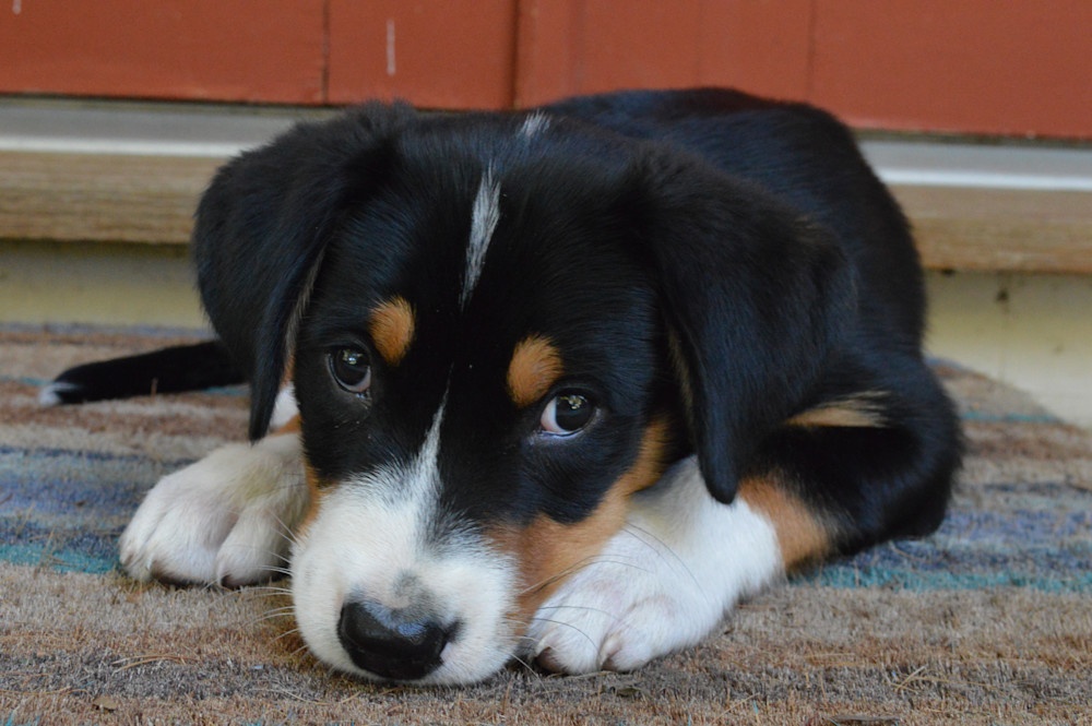 Greater Swiss Mountain Dog walking with handler