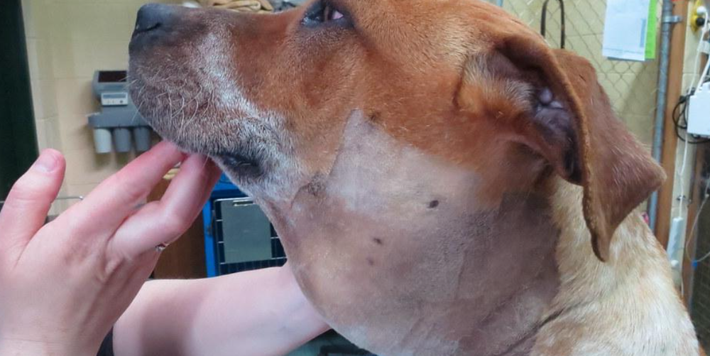 Diagram-style illustration related to canine adrenal glands