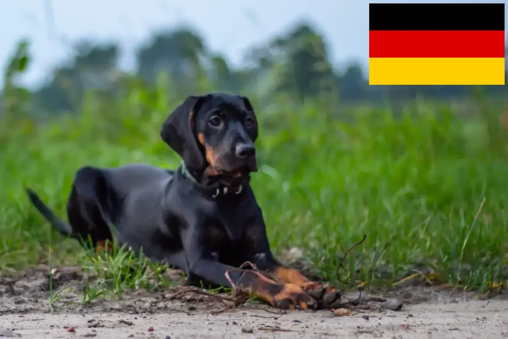 Gończy Polski hound looking attentive