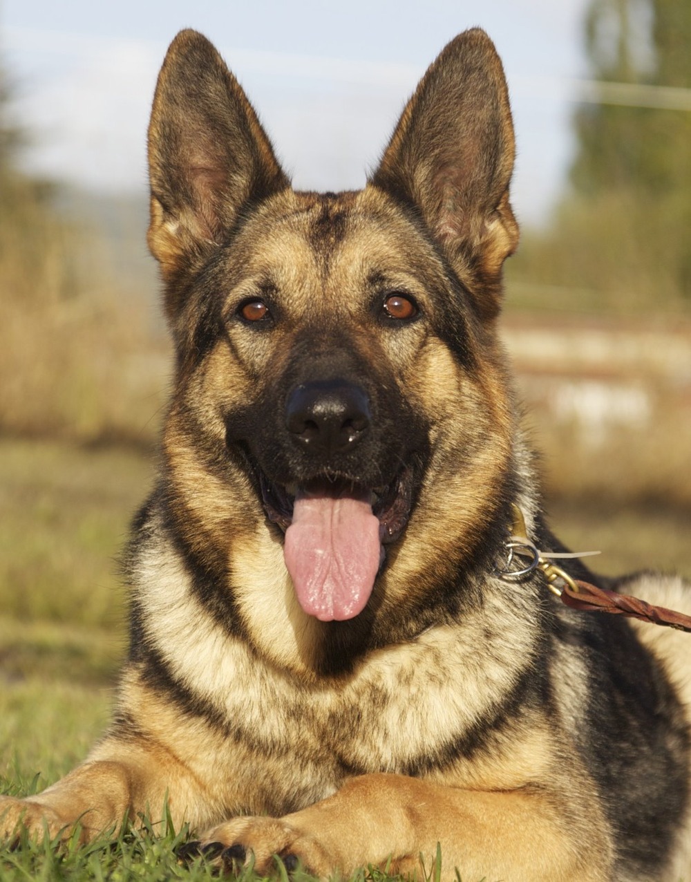 German Shepherd running on grass
