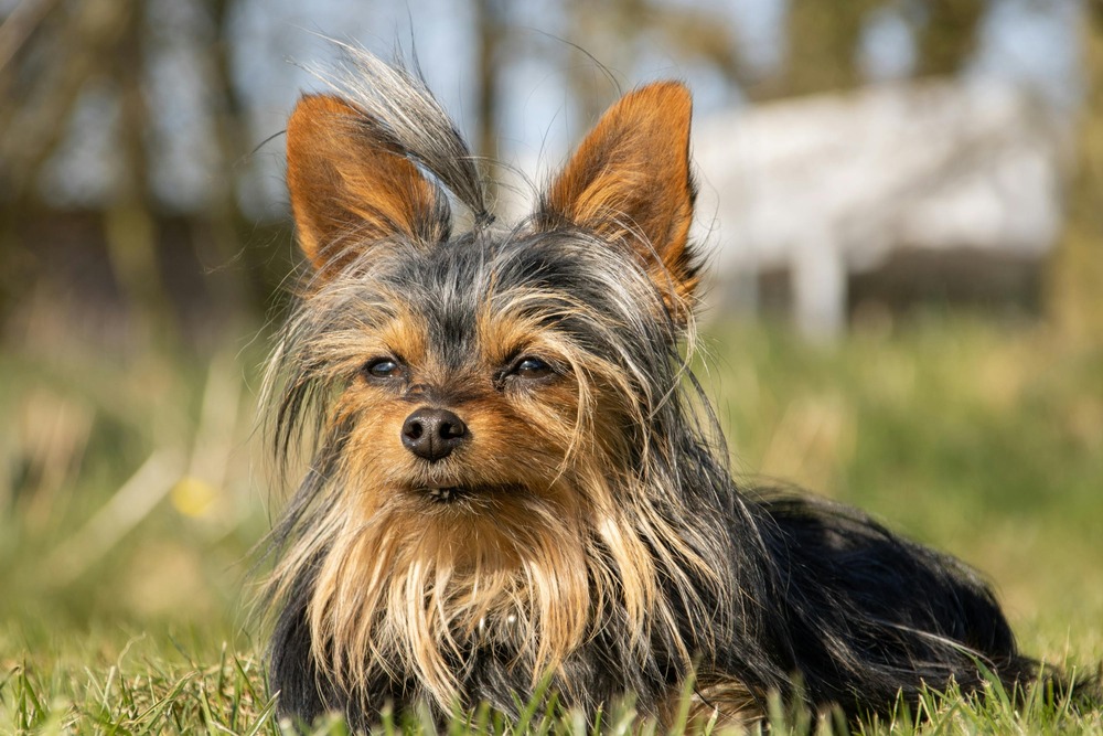 Terrier standing alert outdoors