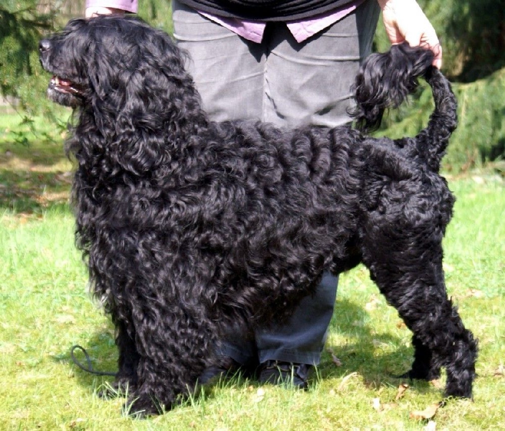 Portuguese Water Dog looking alert