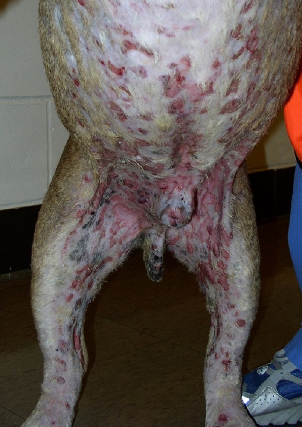 Microscope and sample tubes in a veterinary lab