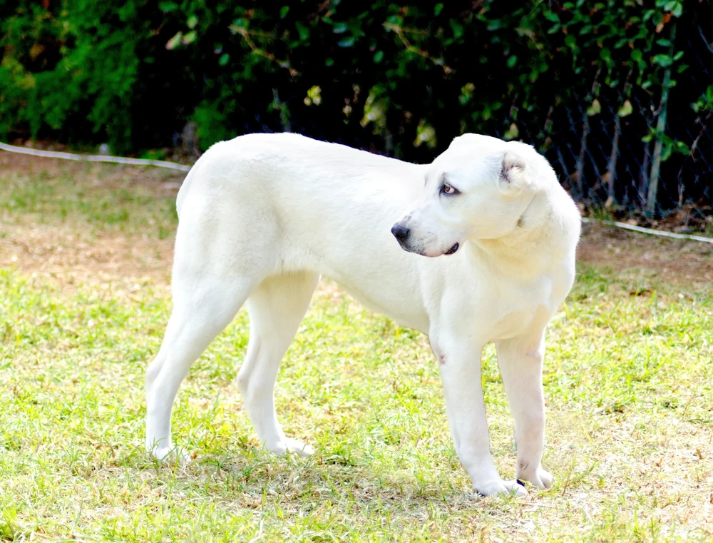 Thick-coated Central Asian Shepherd Dog in profile