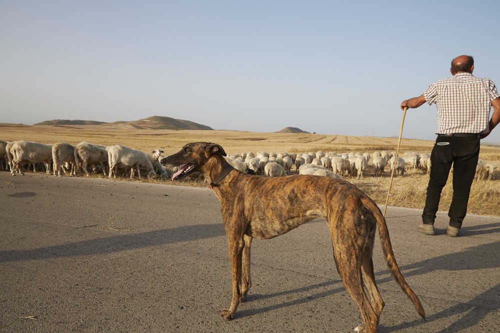 Levriero Sardo standing side on