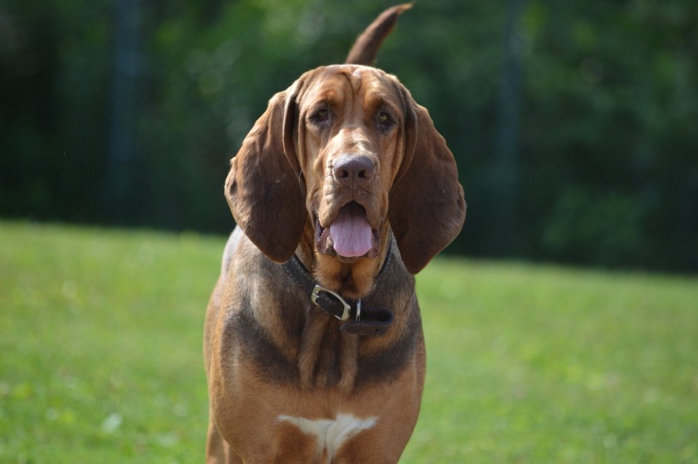 Close up of Bloodhound face