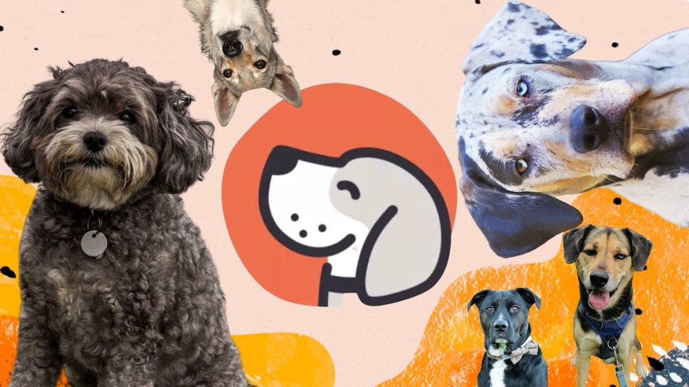 Smalandsstovare standing outdoors