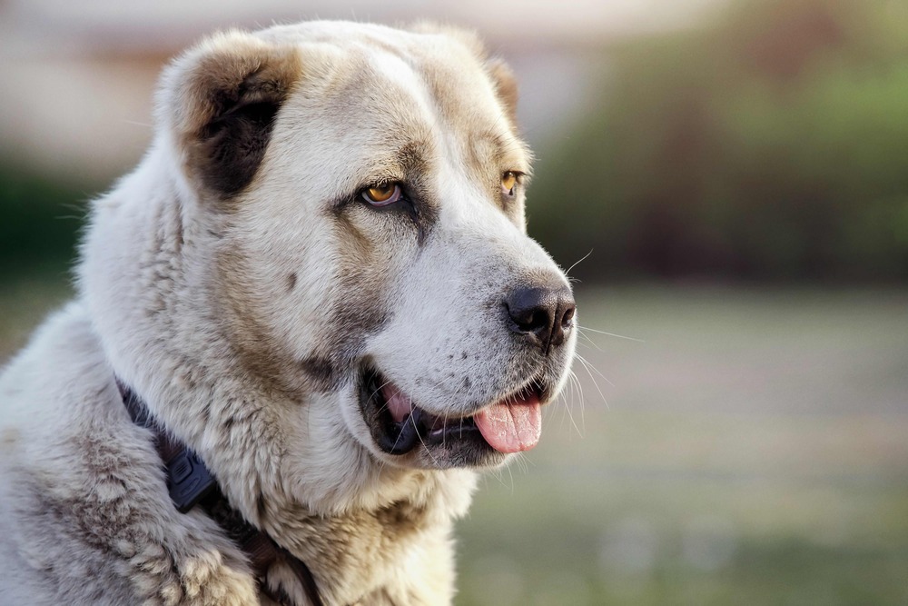 Central Asian Shepherd Dog standing outdoors