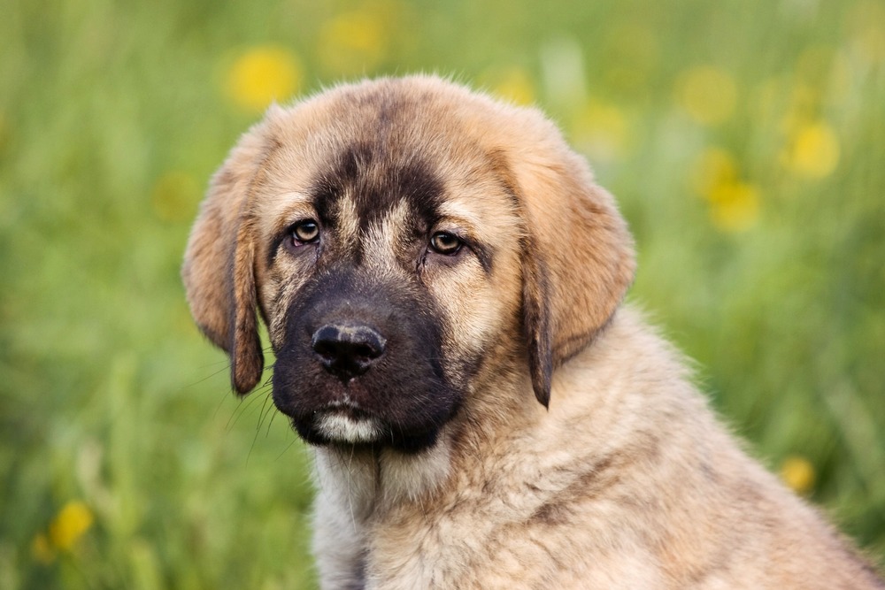 Spanish Mastiff lying down in a yard
