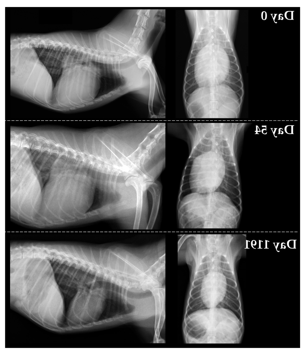 Simple heart diagram graphic related to dogs
