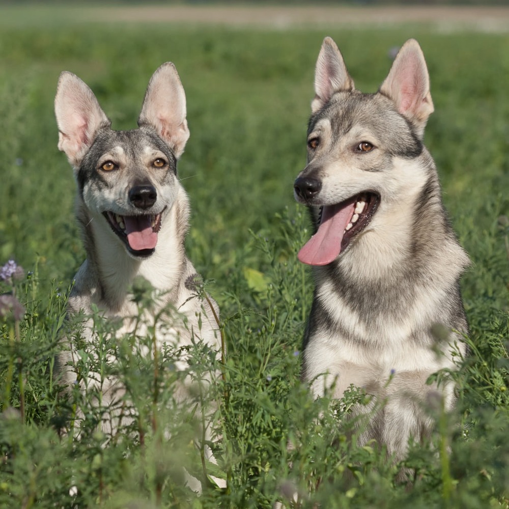 Lobito Herre&ntilde;o in profile