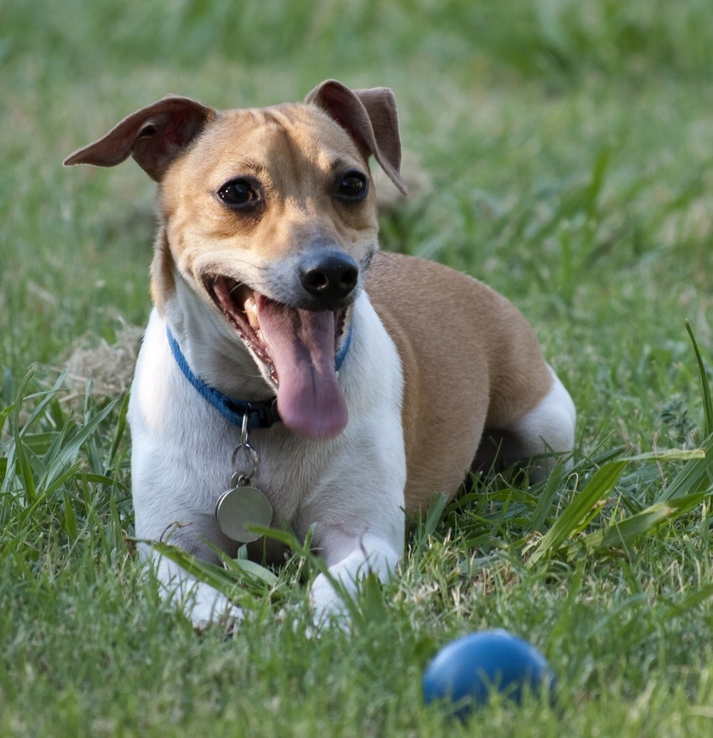 Rat Terrier lying down relaxed