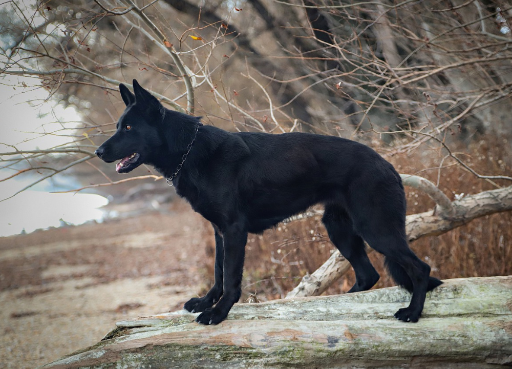 Close view of Calupoh coat texture, dense dark fur