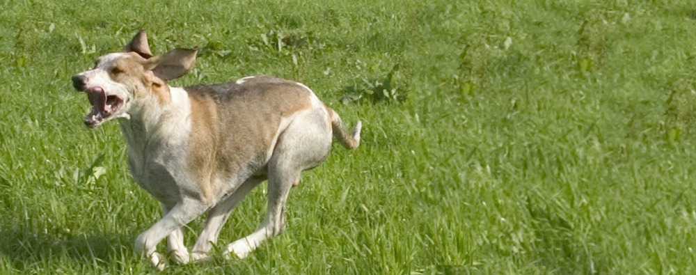 White and orange hound looking attentive