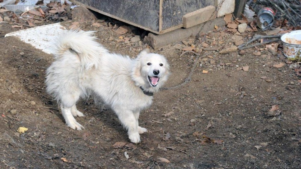 Small white spitz-type dog standing outdoors