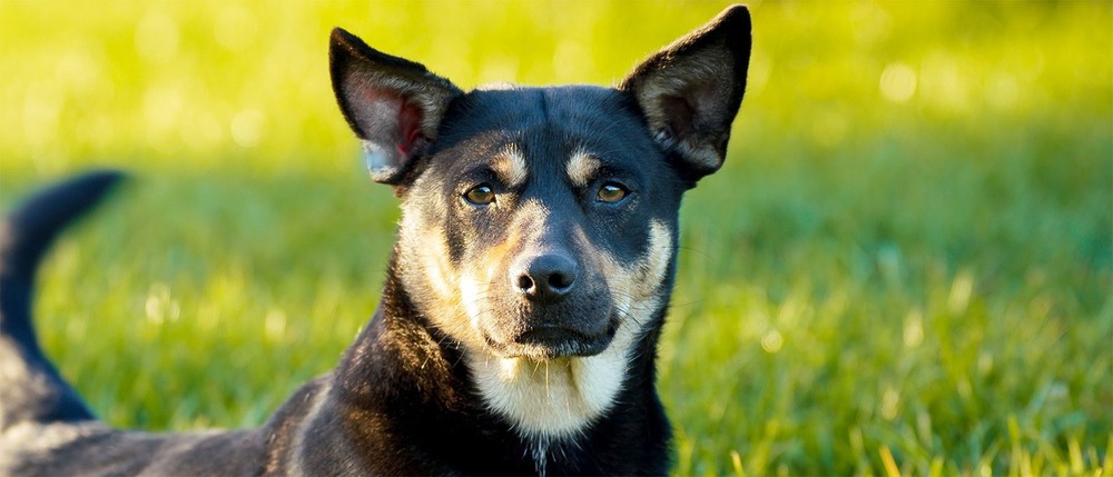 Australian Kelpie sitting and looking to the side