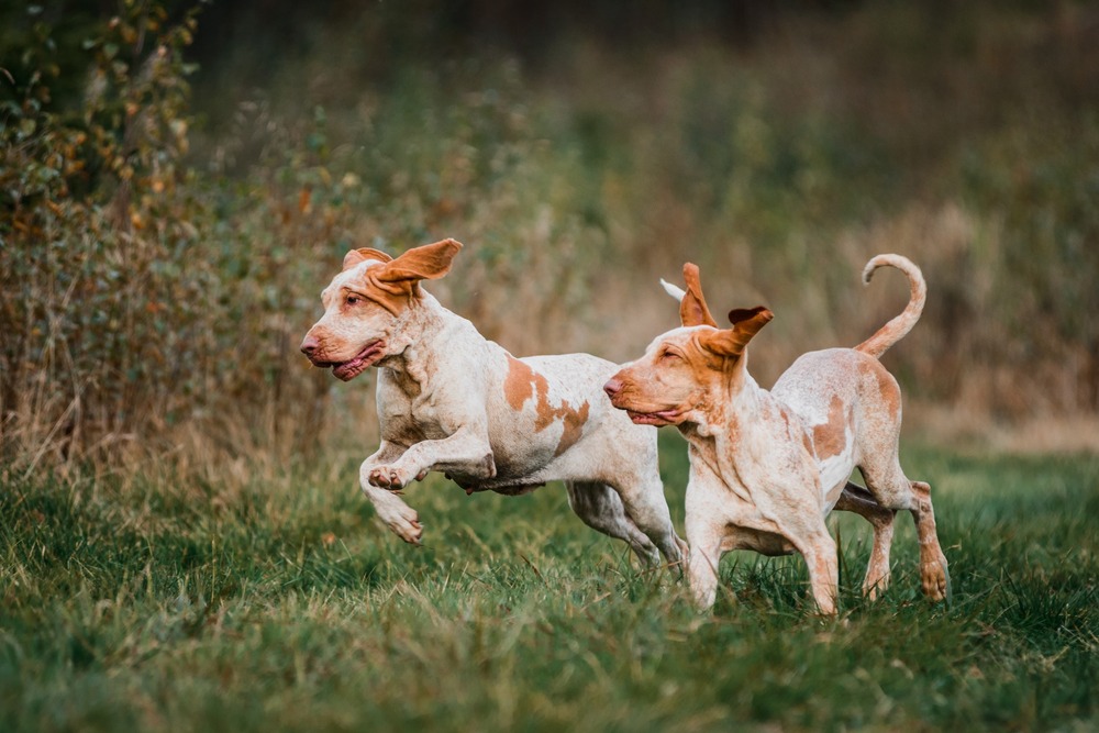 Bracco Italiano lying down resting