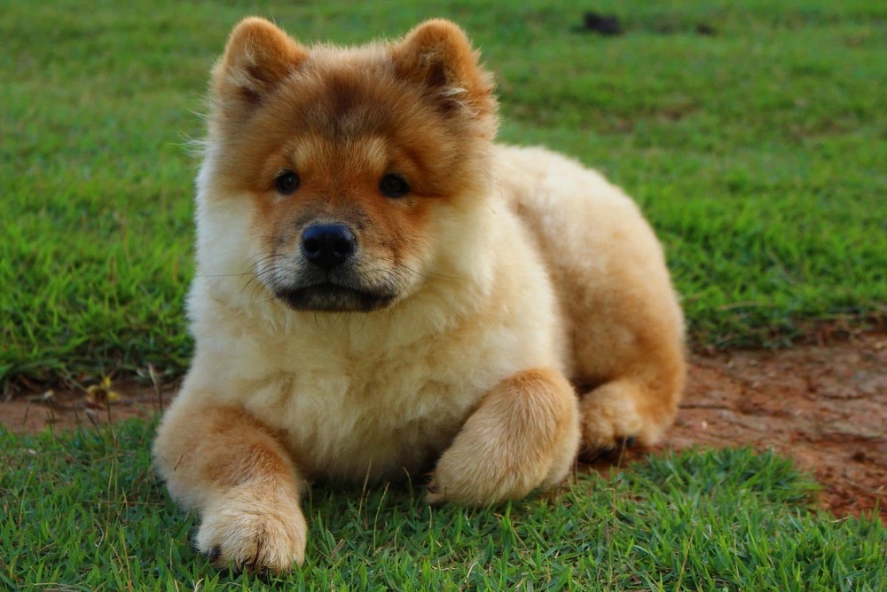 Long haired Chow Chow standing outdoors