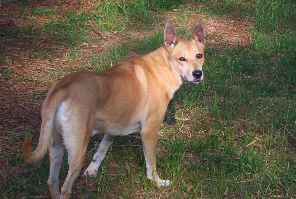 Carolina Dog walking through grass