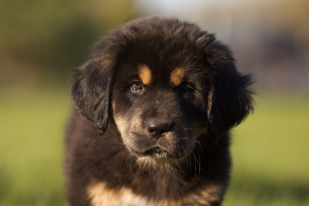 Close-up of a Tibetan Mastiff face