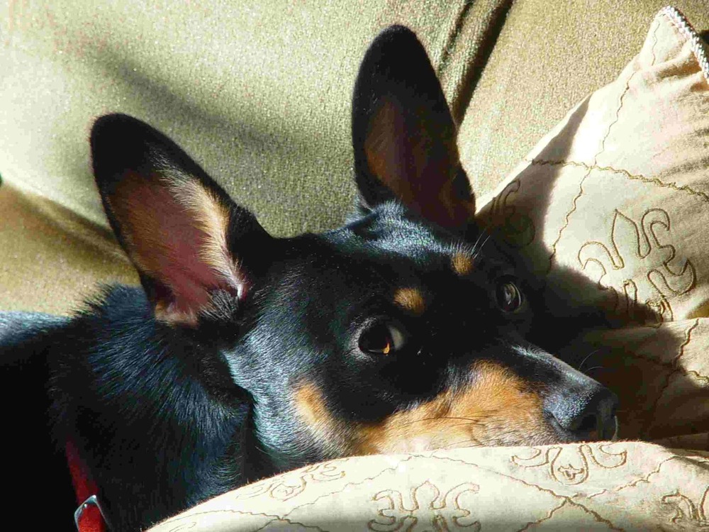 Lancashire Heeler close-up portrait