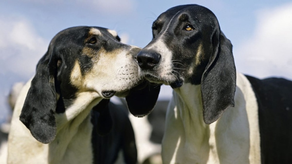 Grand Anglo-Francais Blanc et Noir hound looking attentive