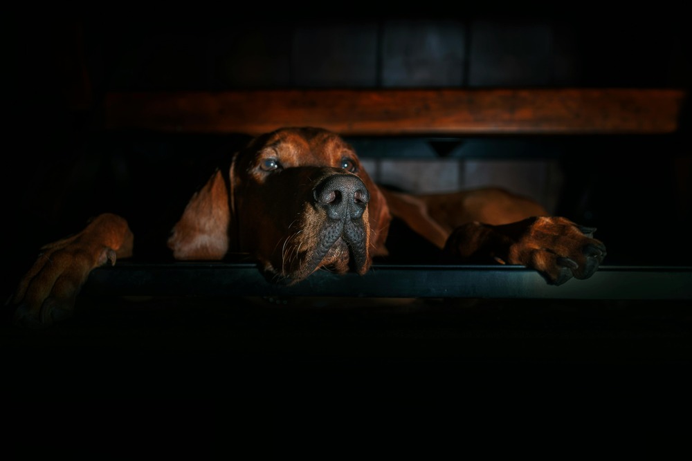 Welsh Hound head and shoulders