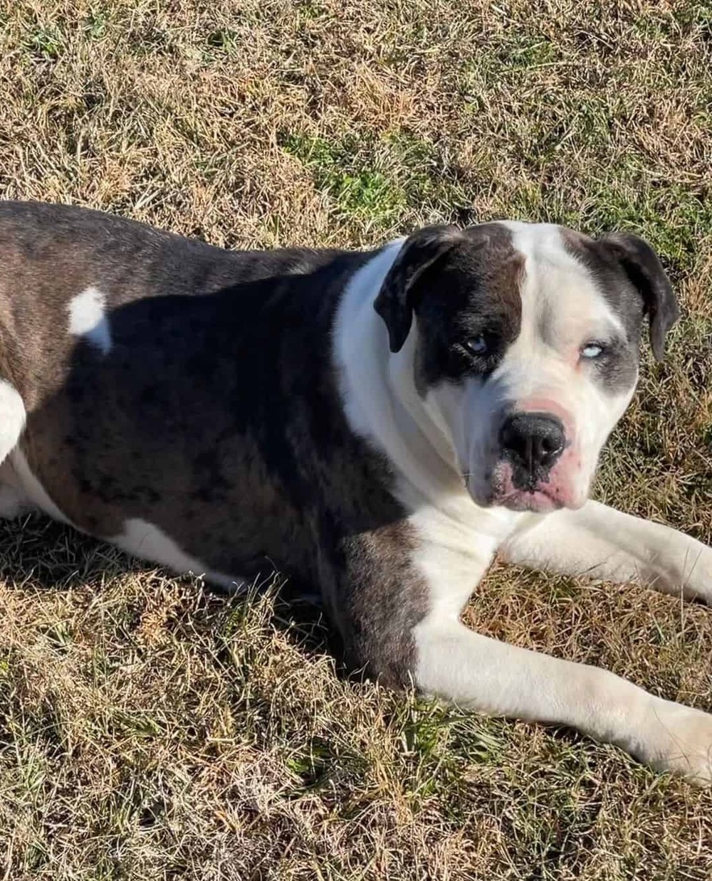 Alapaha Blue Blood Bulldog standing outdoors