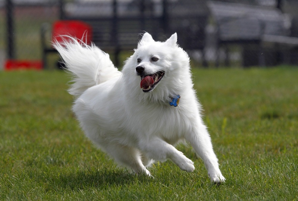 Close-up of an American Eskimo Dog face and coat