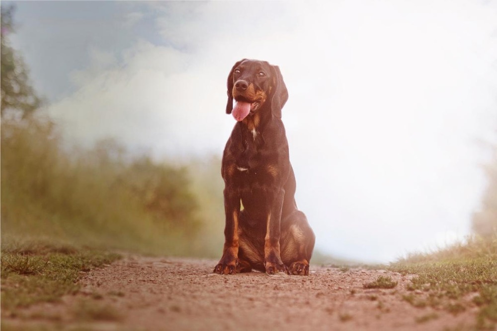 Polish Hound walking on lead