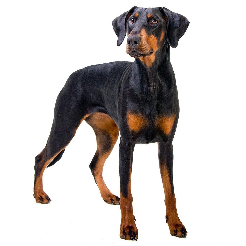 Dobermann standing alert outdoors