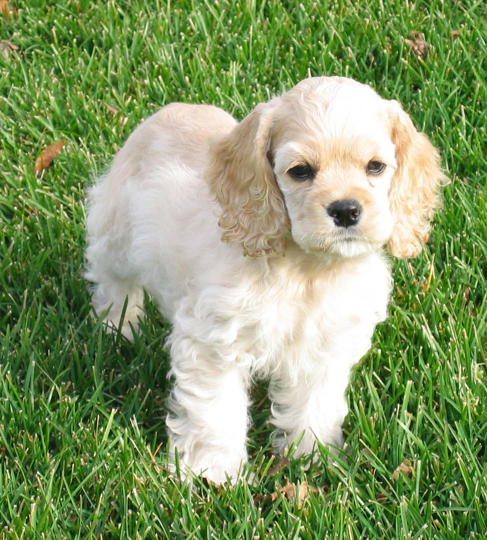 American Cocker Spaniel sitting on grass