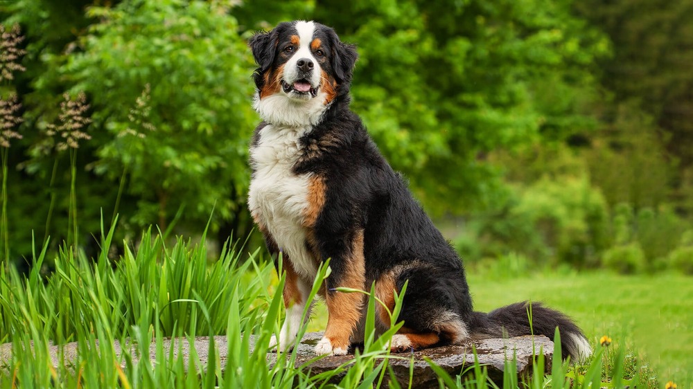 Small hunting type dog on alert