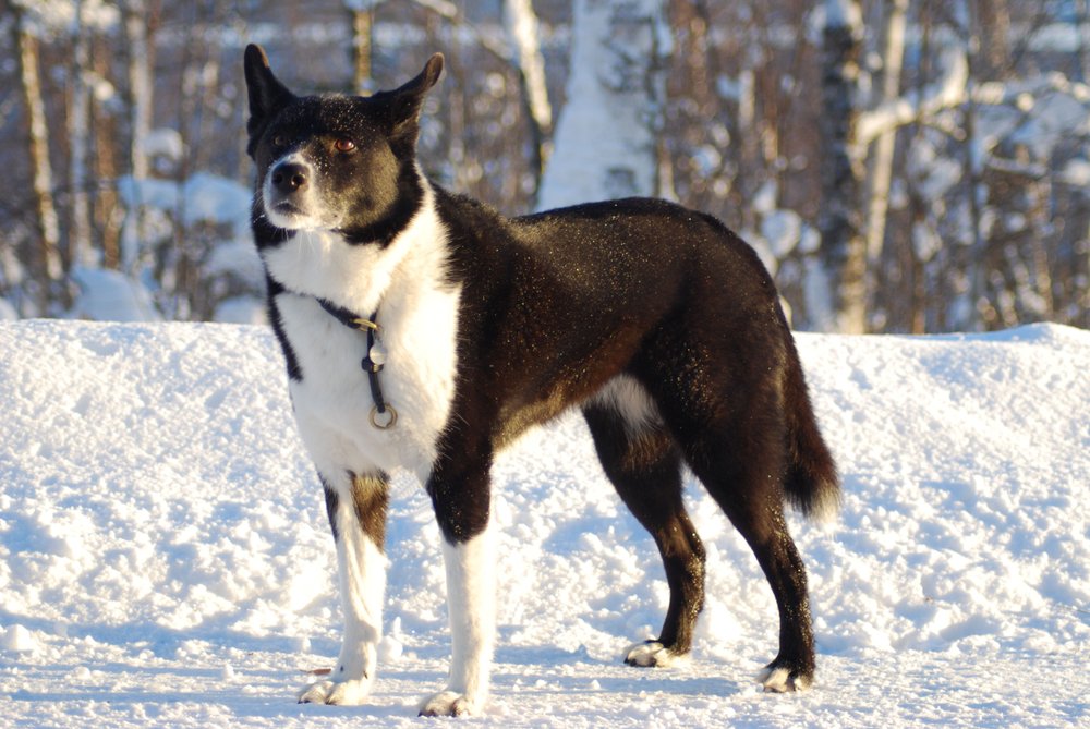 Karelian Bear Dog moving through woodland