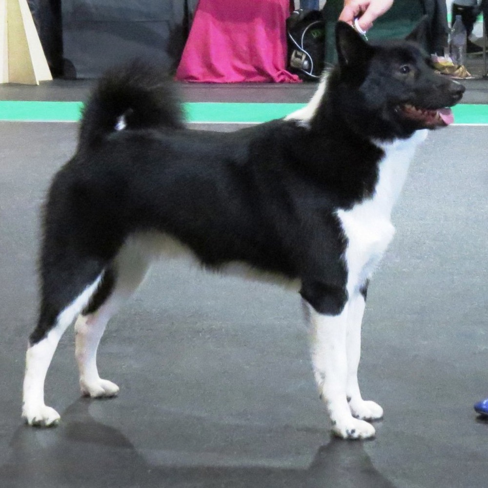 East Siberian Laika standing outdoors