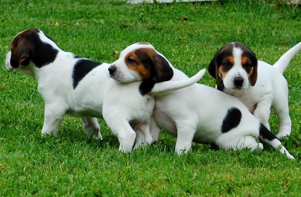 Halden Hound standing outdoors