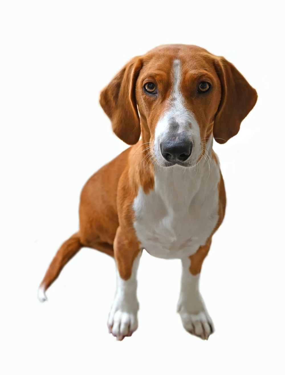 Drever being brushed